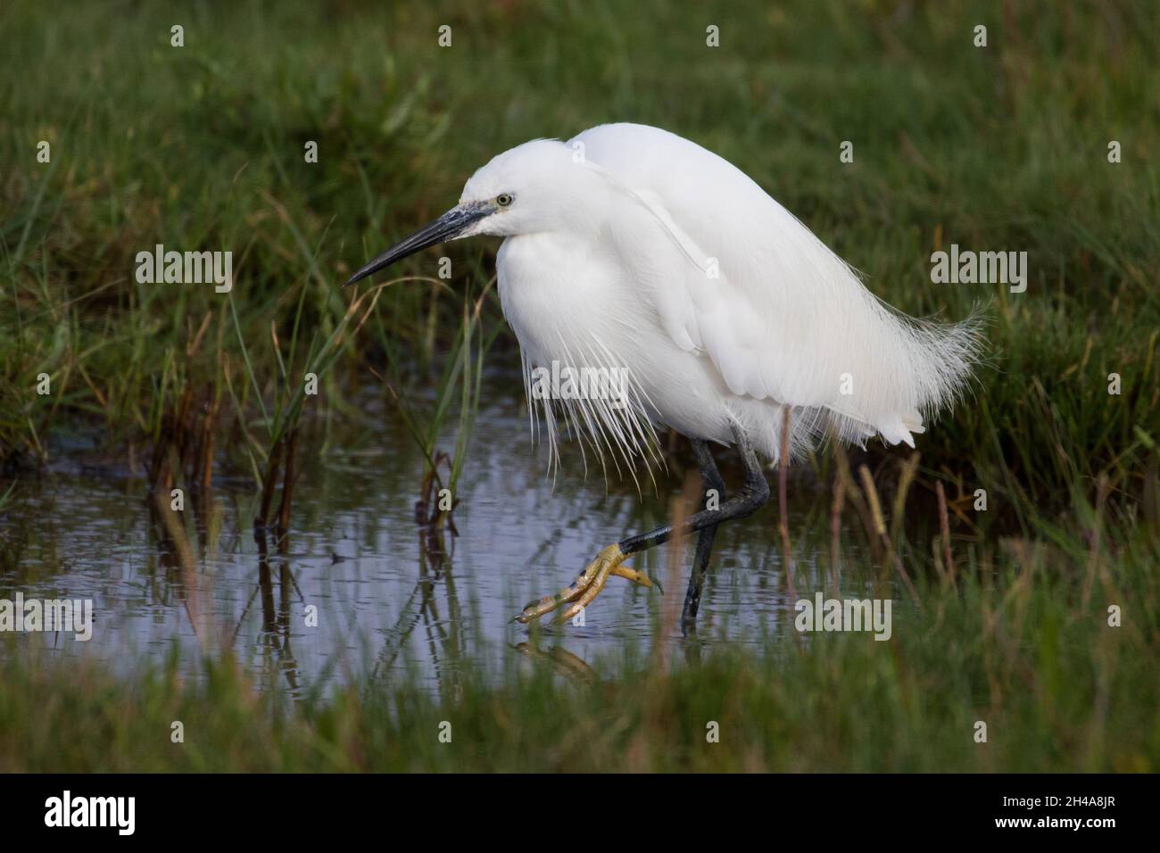 Erwachsener Kleinreiher (Egretta garzetta) in Zuchtgefieder mit Federn, Christchurch Harbour, Dorset, England, Vereinigtes Königreich Stockfoto