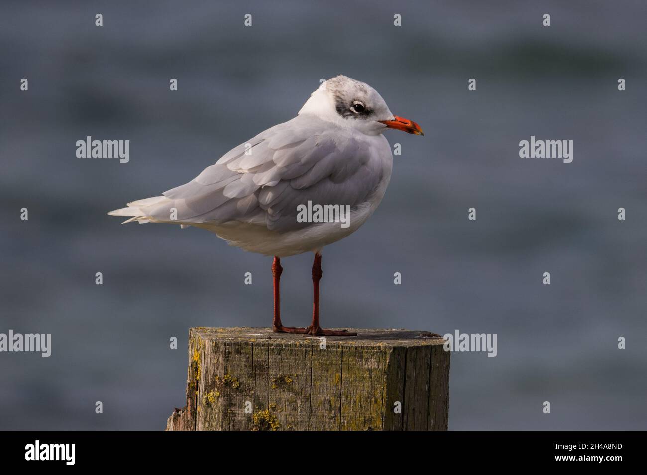 Erwachsene Wintergefieder Mittelmeermöwe (Ichthyaetus melanocephalus) auf einem Pfosten, Seaview, Isle of Wight, England, Vereinigtes Königreich, Oktober 2020 Stockfoto