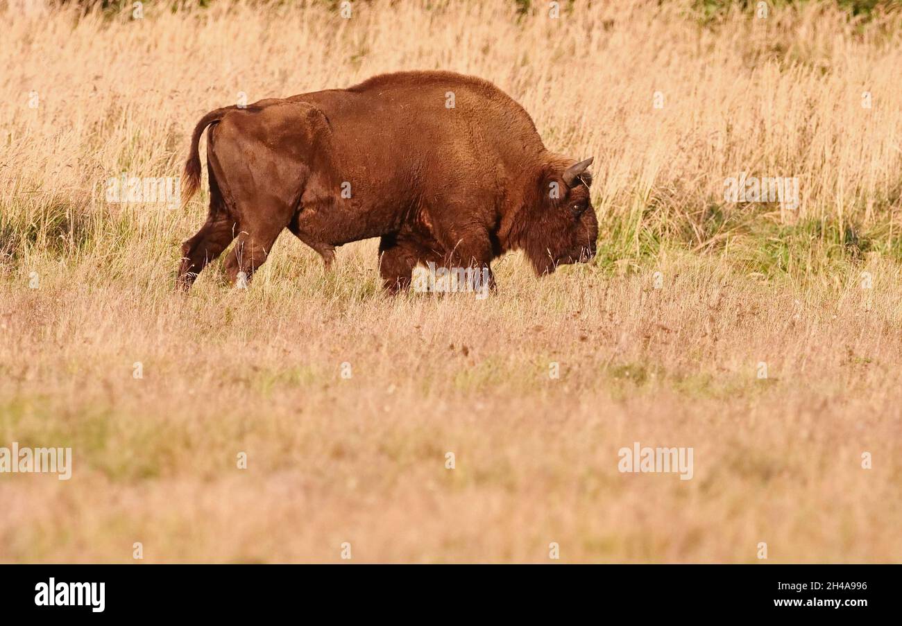 Schorfheide, Deutschland. Oktober 2021. 11.10.2021, Schorfheide. Ein Bison (Bos bonasus; auch Bison bonasus) steht in seinem geräumigen und natürlich gestalteten Gehege im hohen Gras des Schorfheide Wildlife Park nördlich von Berlin. Die europäischen Rinderarten besiedelten einst den Kontinent. In einigen freien Herden in Osteuropa leben heute nur noch wenige Tiere aus Wiederanbauprojekten. Quelle: Wolfram Steinberg/dpa Quelle: Wolfram Steinberg/DPA/dpa/Alamy Live News Stockfoto