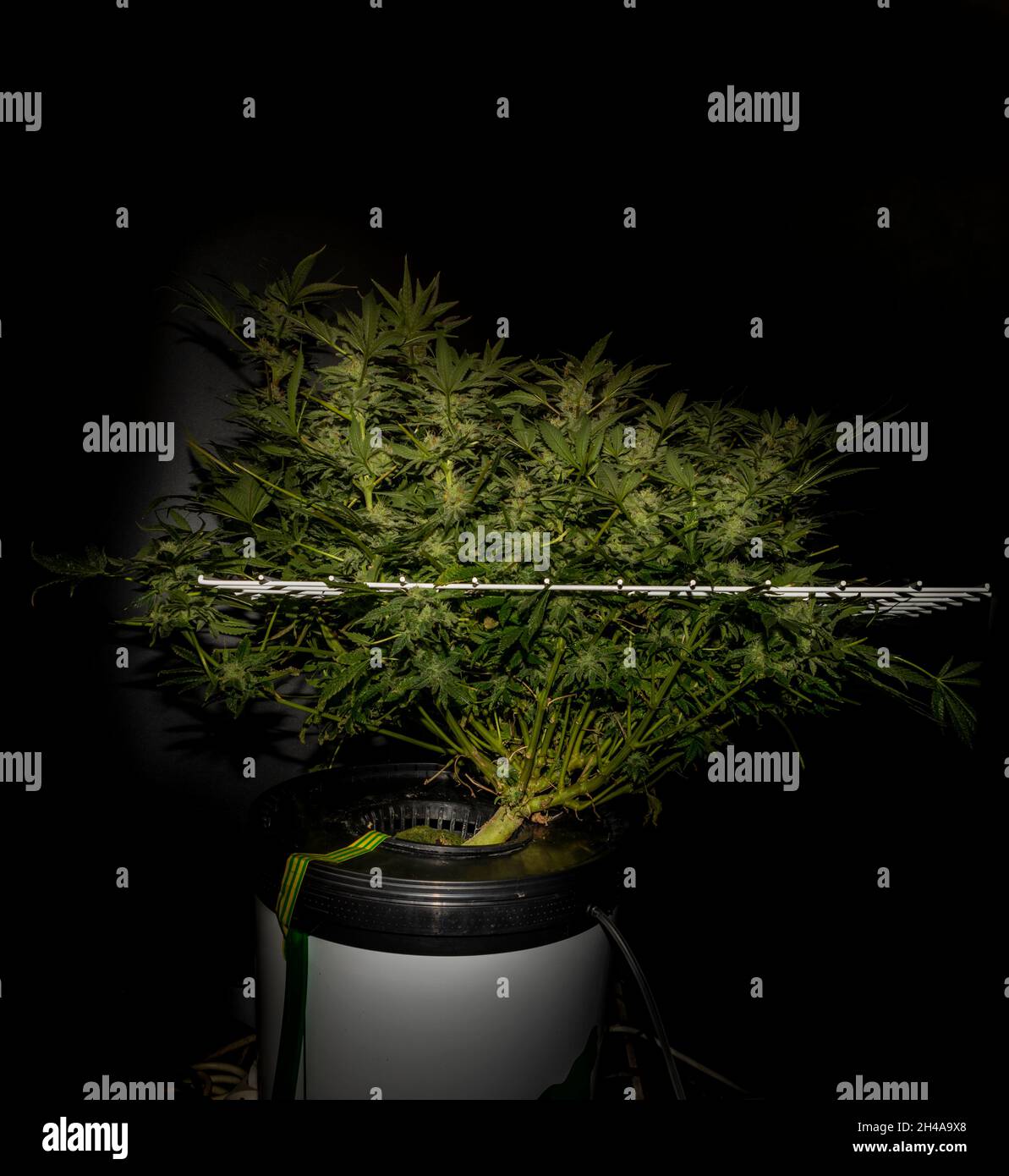 Farbe S.A.G.E. Sorte von Marihuana Blume in weißem scrog Netz mit schwarzem Hintergrund Stockfoto