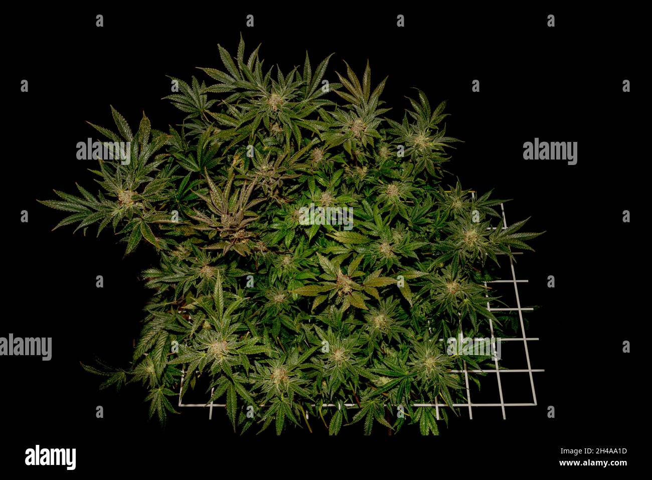Farbe S.A.G.E. Sorte von Marihuana Blume in weißem scrog Netz mit schwarzem Hintergrund Stockfoto