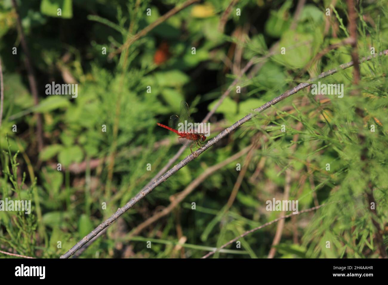 Die Fliege heißt „Drachen“ Stockfoto