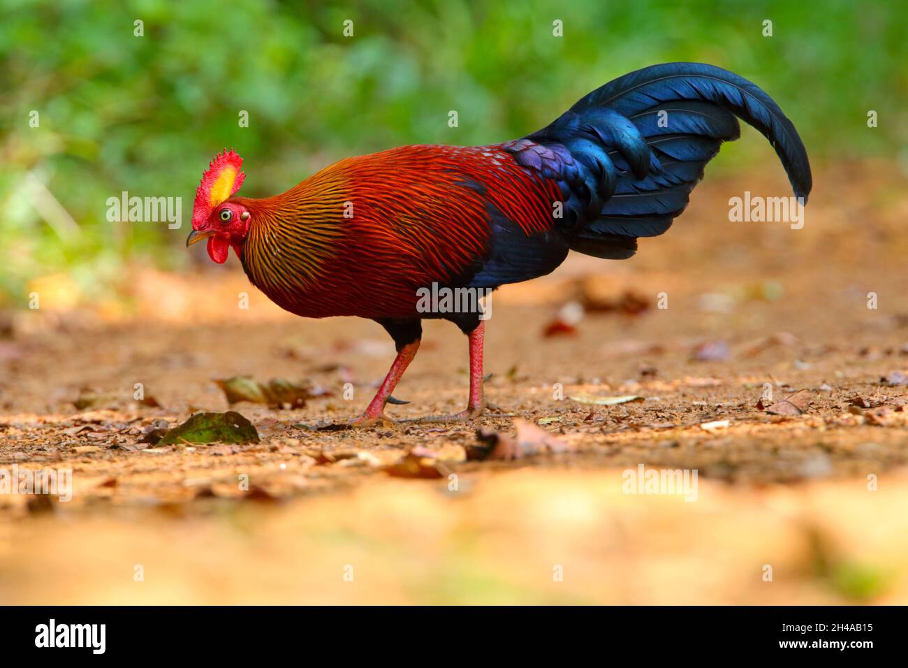 Ein erwachsener männlicher Sri Lanka Junglefowl (Gallus lafayettii), der auf einem Waldweg im Sinharaja Forest Reserve, Sri Lanka, ernährt. Wilder Vogel Stockfoto