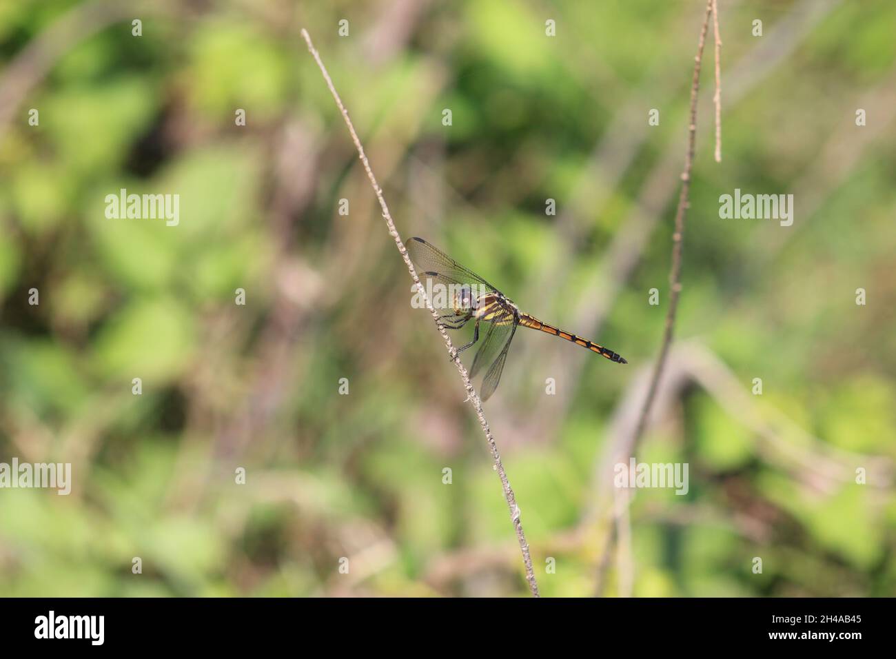 Die Fliege heißt „Drachen“ Stockfoto