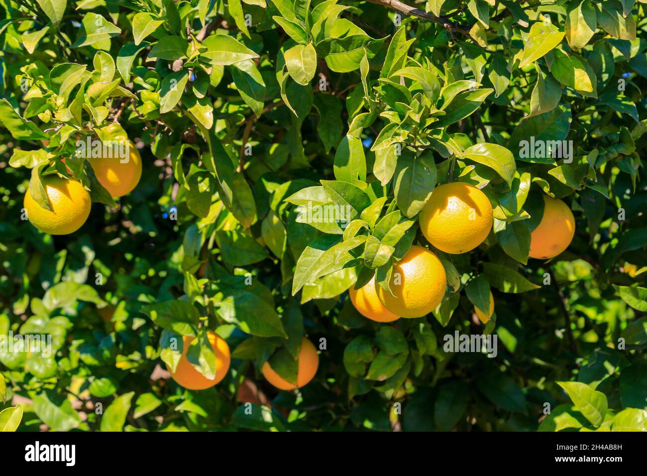 Spanischer Orangenhain, in der Nähe von Valencia, Spanien. Stockfoto