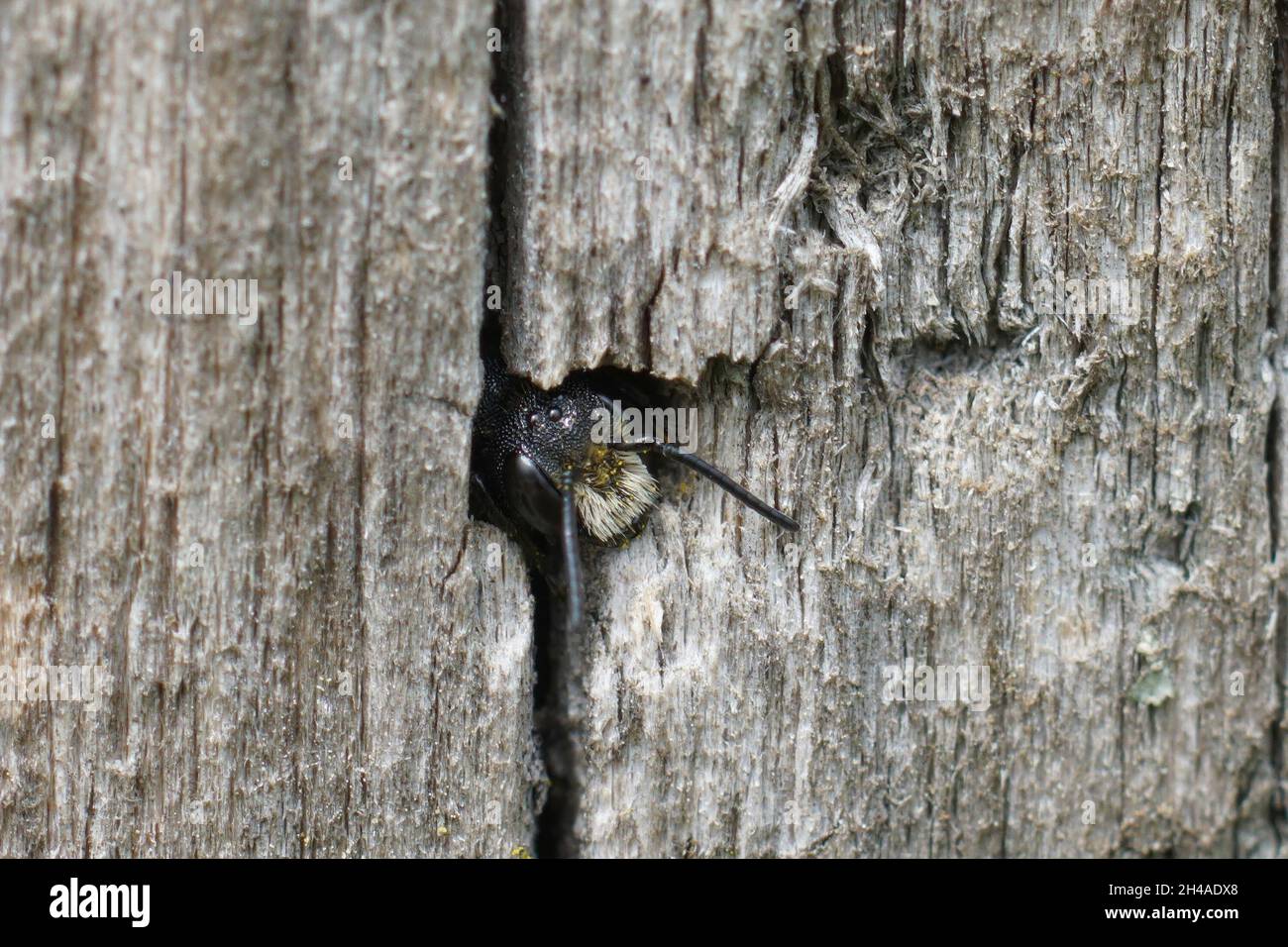 Eine großköpfige Harzbiene, Heriades truncorum, die aus ihrem Nest ihren Höhepunkt erreicht Stockfoto