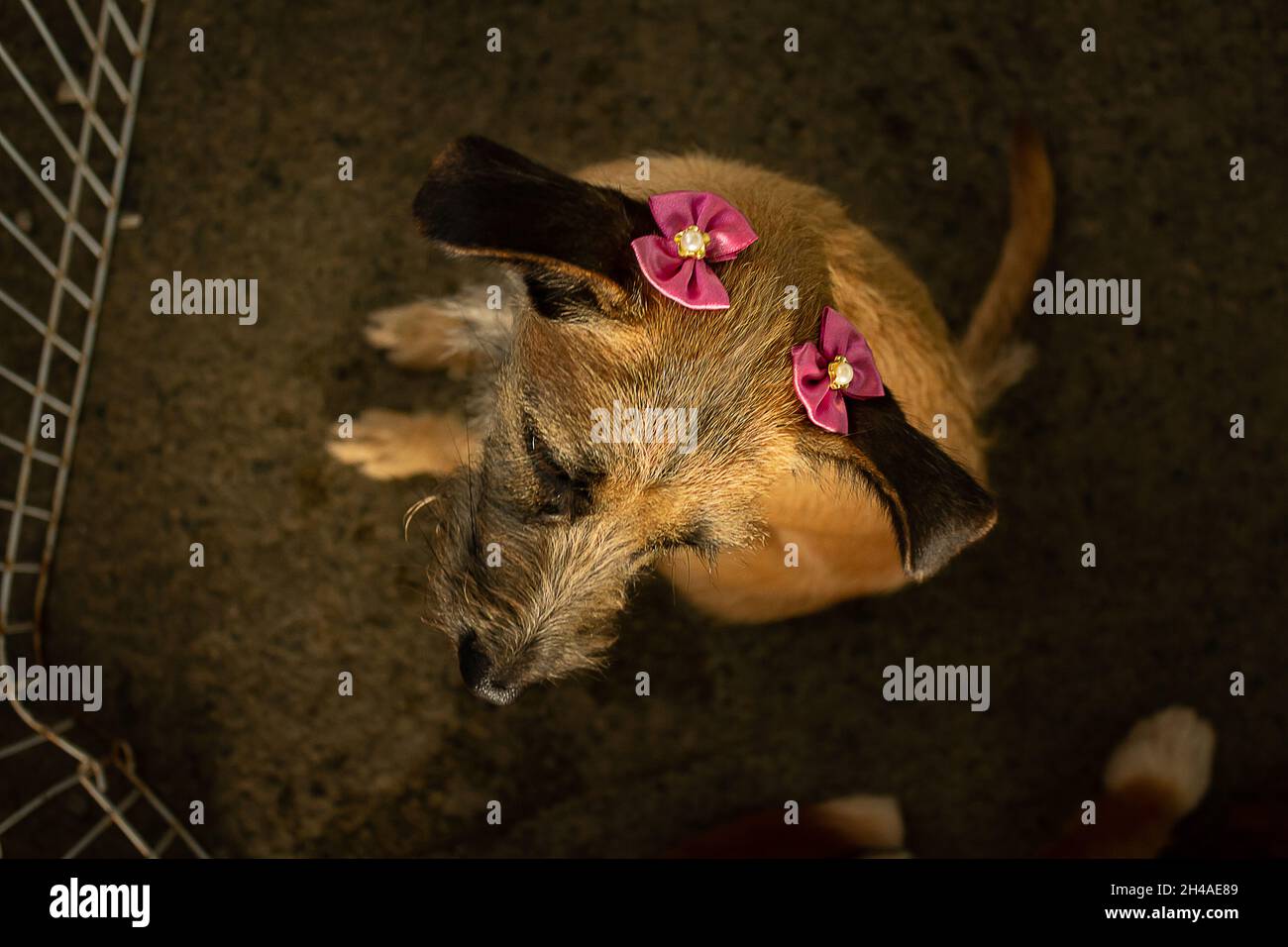 Ein Hund in der Feder auf der Adoptionsmesse. Veranstaltung von einem Tierheim für verlassene Tiere mit dem Ziel, ein Zuhause zu finden konzipiert. Stockfoto