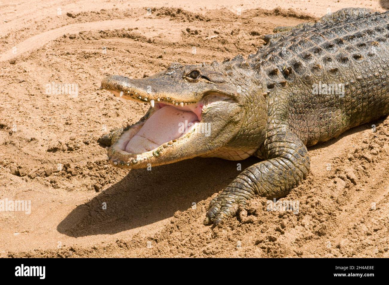Gefährliches Krokodil, das in der Sonne ruht Stockfoto