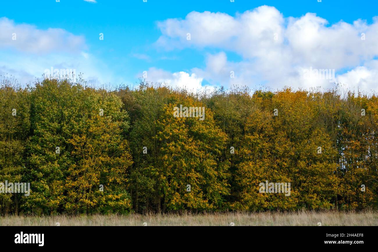 Panorama-Weitwinkelansicht von herbstlichen goldenen Farbtönen auf englischen Buchen (Fagus sylvatica) unter blauem Himmel Stockfoto