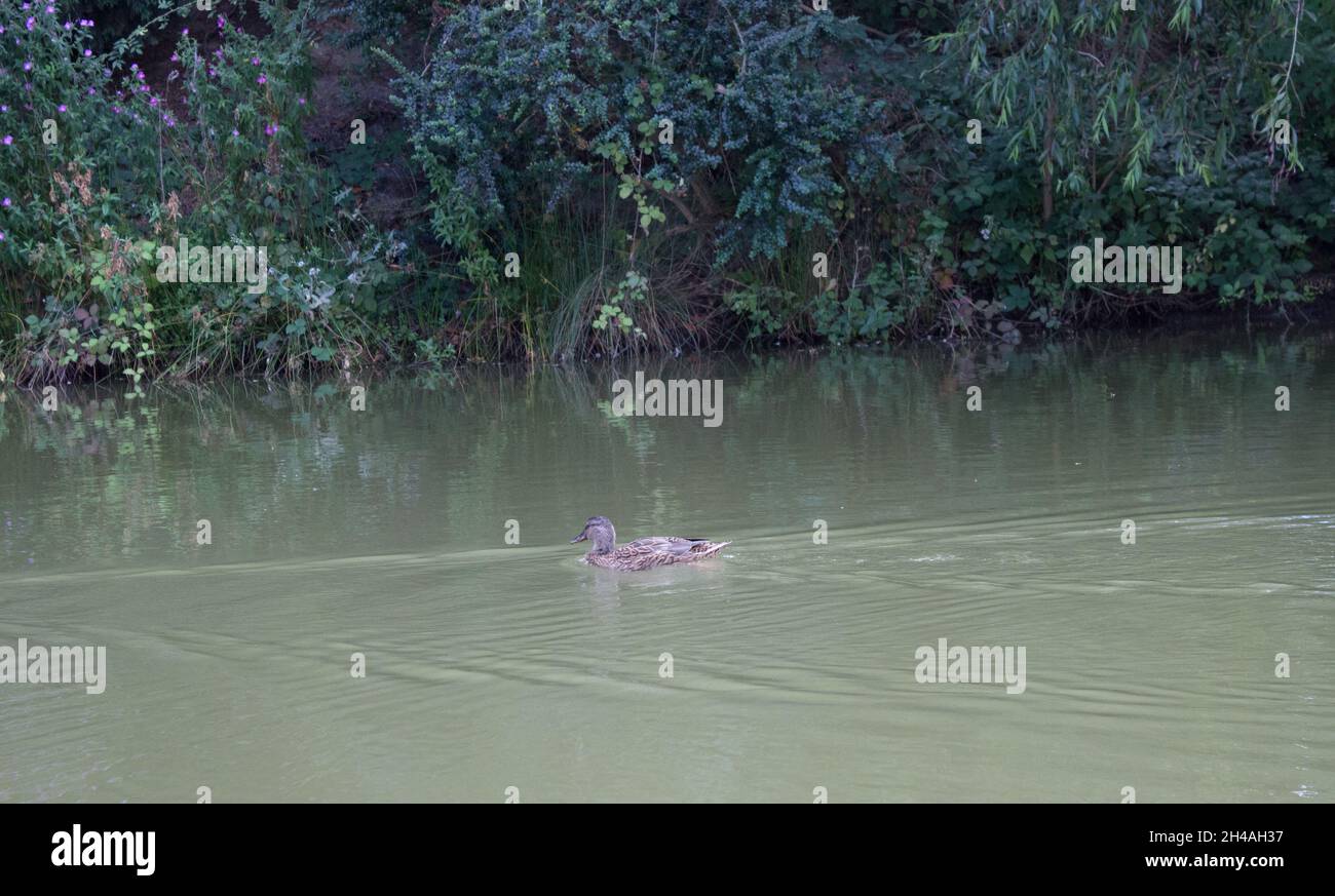 Ente auf Wasser, Teich Stockfoto