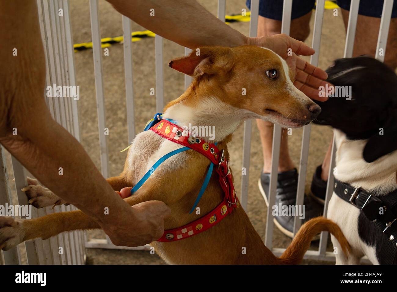 Hände einer Person, die einen Hund streichelte, der sich auf der Animal Adoption Fair in einem Stift befindet. Stockfoto