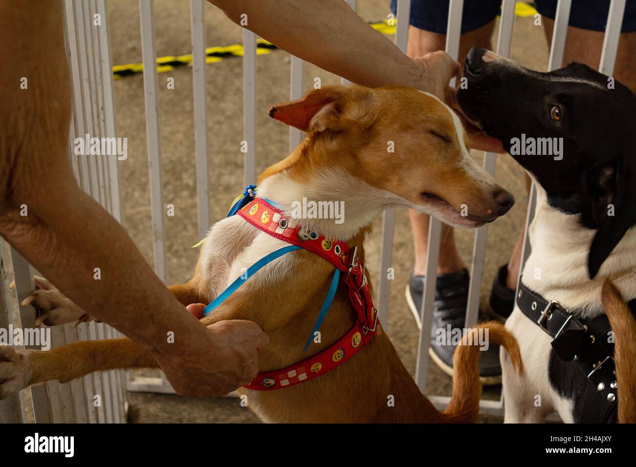 Hände einer Person, die einen Hund streichelte, der sich auf der Animal Adoption Fair in einem Stift befindet. Stockfoto