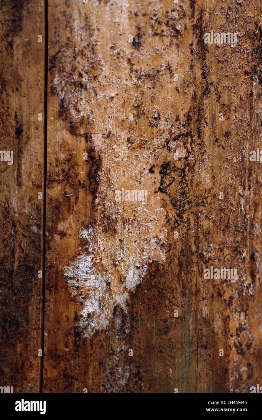 Der Stamm einer alten Kiefer, die von Rindenkäfer und Termiten aus der Nähe gefressen wird. Stockfoto
