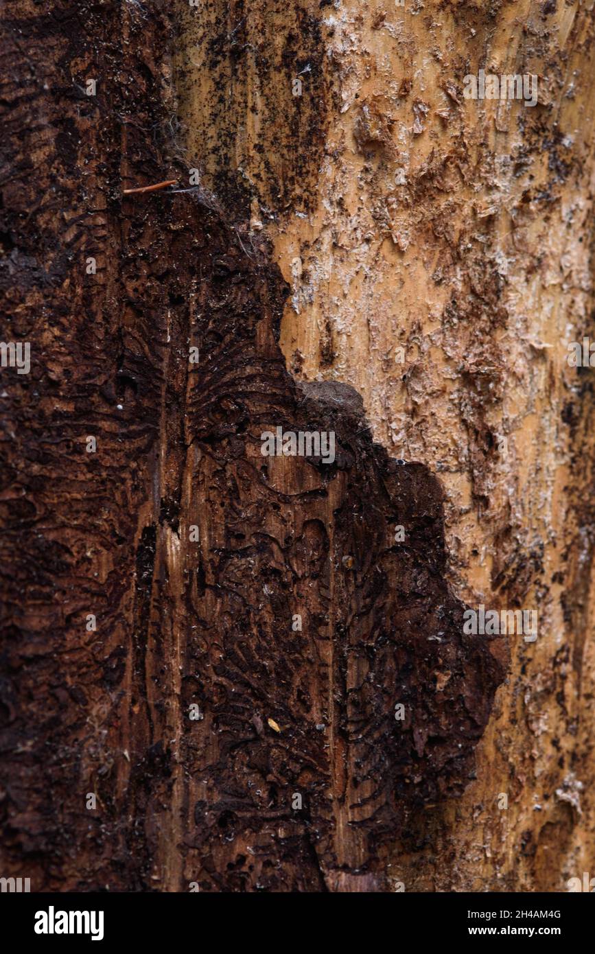 Der Stamm einer alten Kiefer, die von Rindenkäfer und Termiten aus der Nähe gefressen wird. Stockfoto