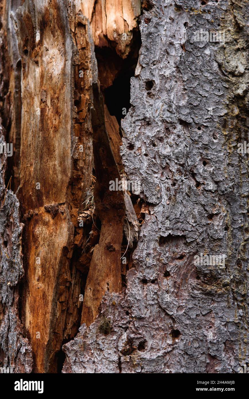 Der Stamm einer alten Kiefer, die von Rindenkäfer und Termiten aus der Nähe gefressen wird. Stockfoto
