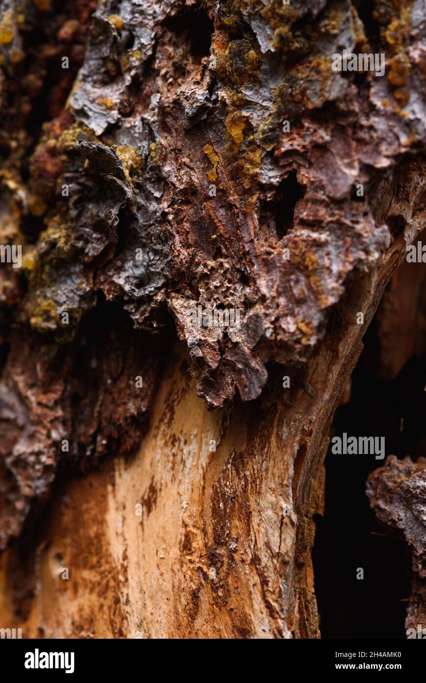 Der Stamm einer alten Kiefer, die von Rindenkäfer und Termiten aus der Nähe gefressen wird. Stockfoto