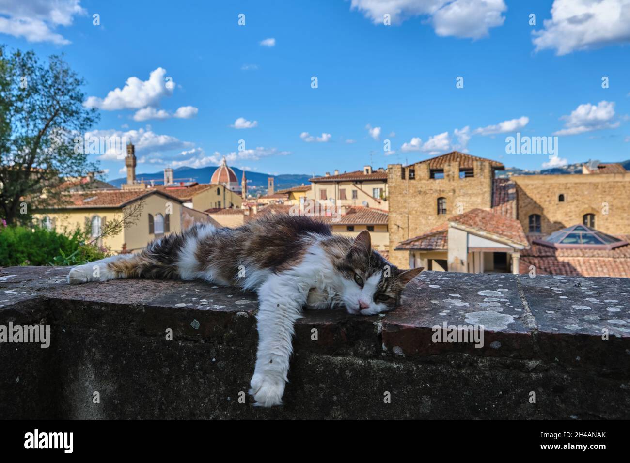 Panoramablick über den Dom von Santa Maria del Fiore mit einer Katze im prim Plan. Florenz, Italien Stockfoto