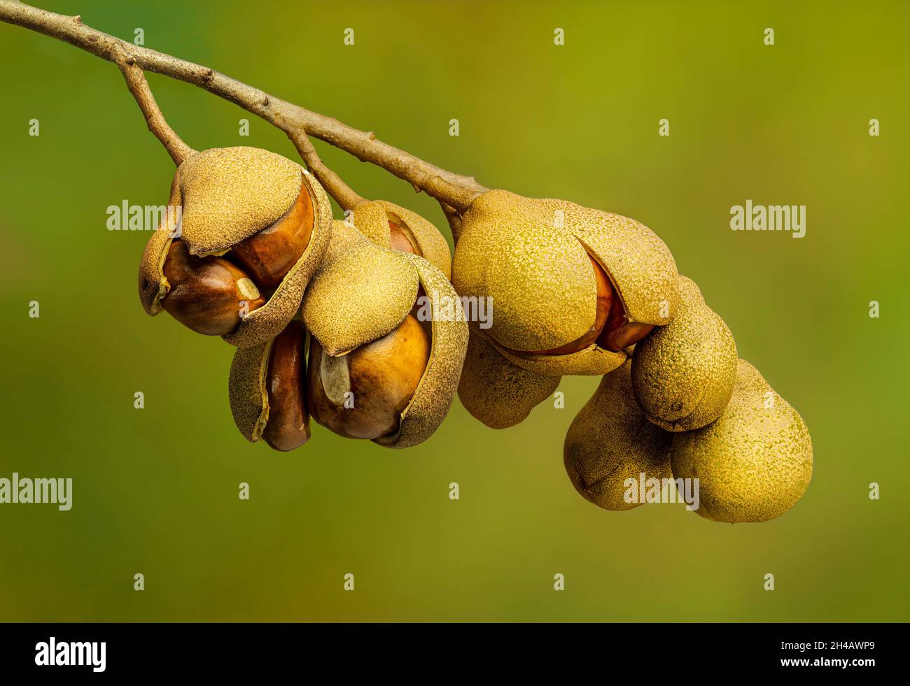 Samenkapseln und Samen eines roten buckeye-Baumes (Aesculus pavia), auch Scarlett buckeye und Feuerwerkspflanze genannt. Samen fallen im Herbst wie vom Baum Stockfoto