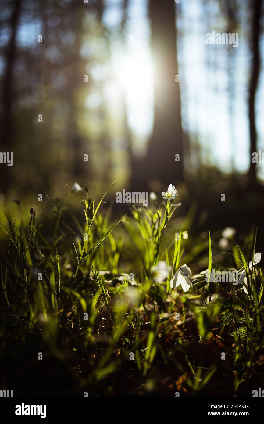 Eine Blume im Gegenlicht im Wald Stockfoto