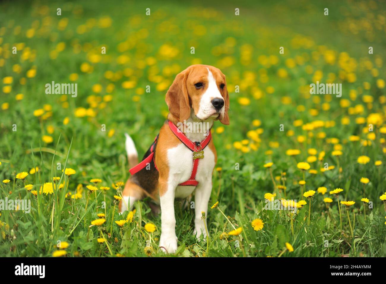Hund Porträt hinten beleuchtet Hintergrund. Beagle mit der Zunge im Gras während des Sonnenuntergangs in Feldern Landschaft Stockfoto