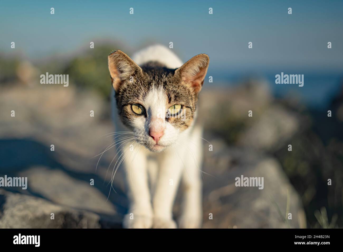 Katze schaut direkt auf die Kamera auf Felsen Stockfoto