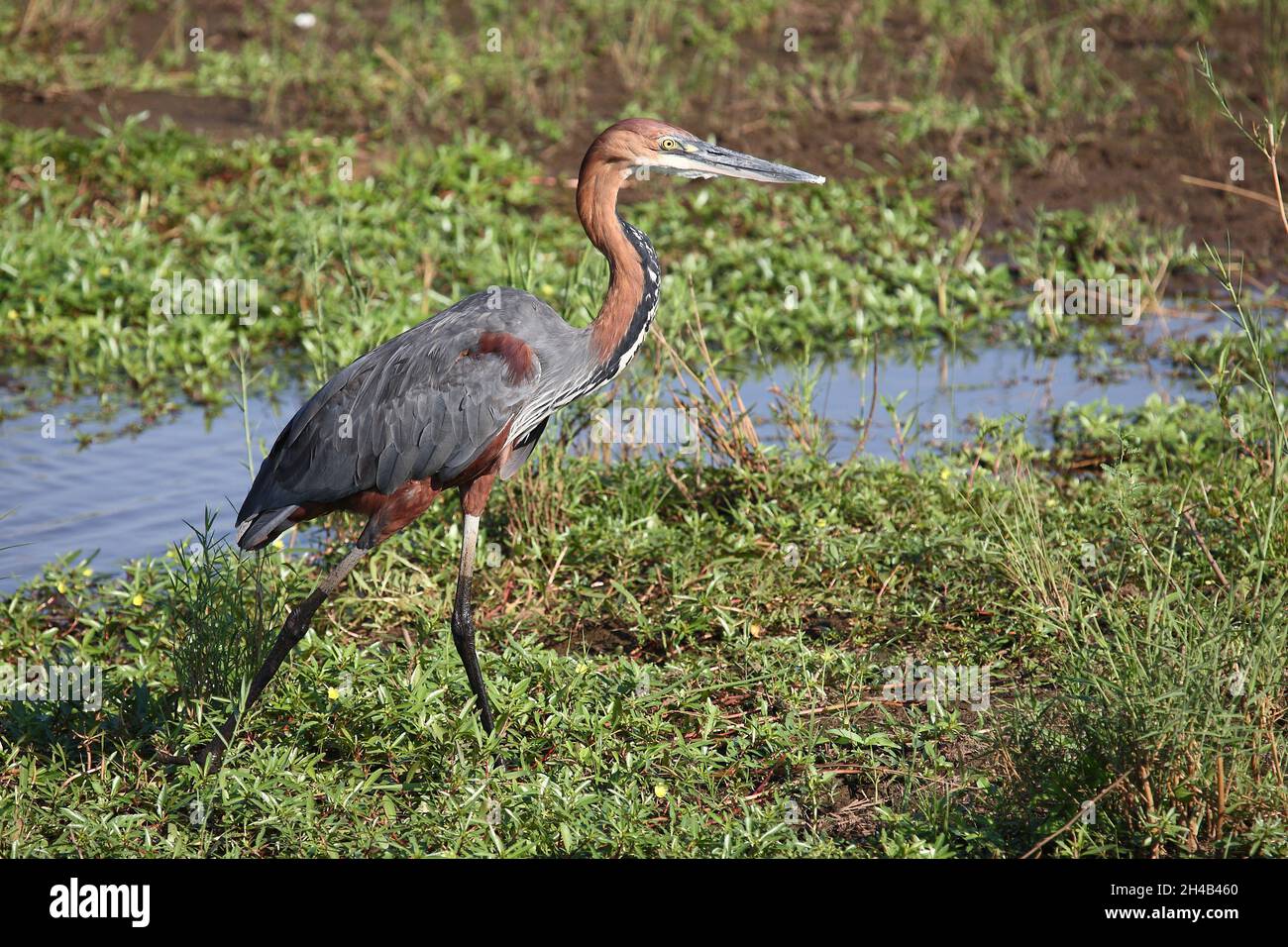 Goliathreiher / Goliath Reiher / Ardea goliath Stockfoto