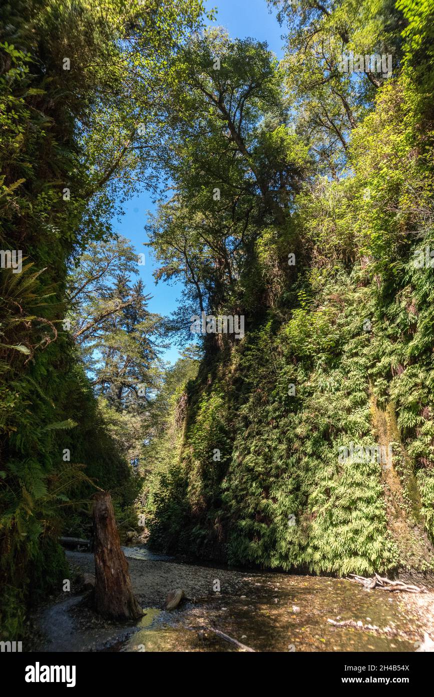 Wunderschöner Fern Canyon an der kalifornischen Westküste, Redwood National Park, USA Stockfoto