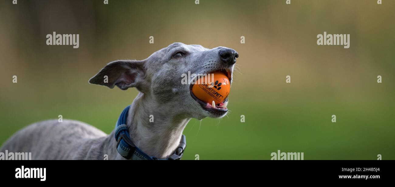 Whippet Hund trainieren in einem Garten mit einem Gummiball. Stockfoto