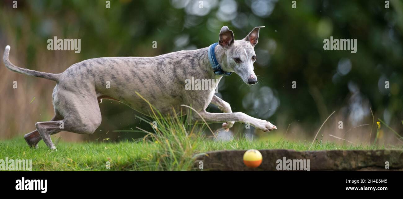 Whippet Hund trainieren in einem Garten mit einem Gummiball. Stockfoto