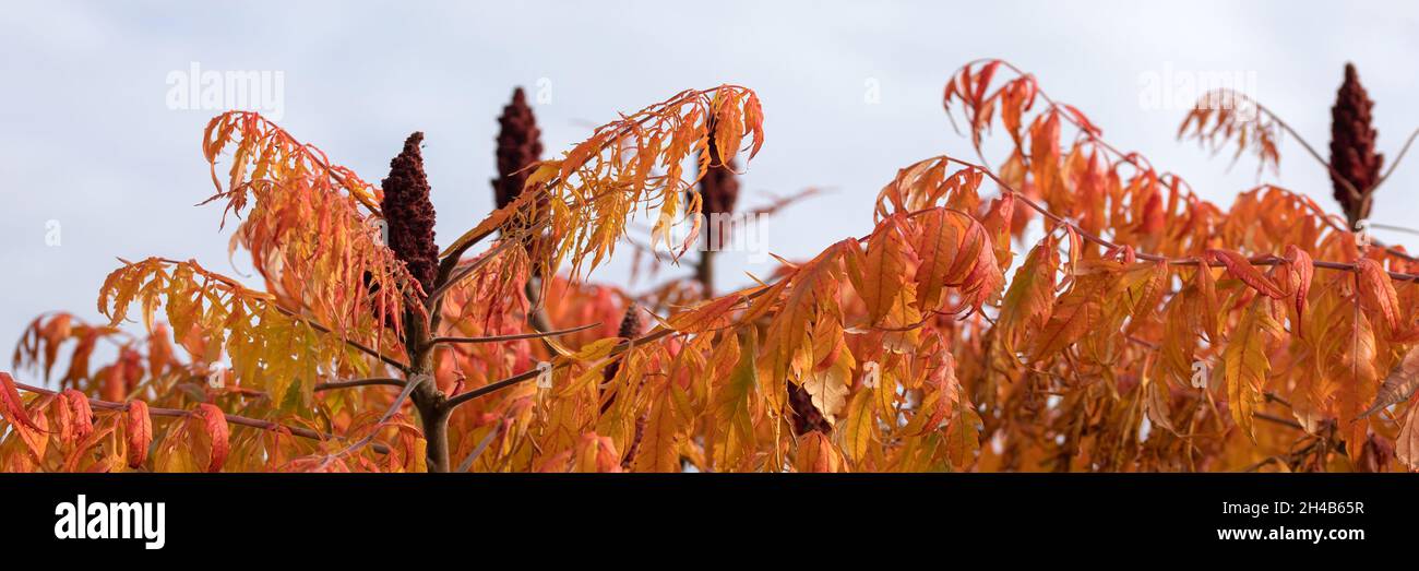 Panorama von Blättern und Sumach-Früchten des Hirschhornbaums (Rhus typhina) im Herbst Stockfoto