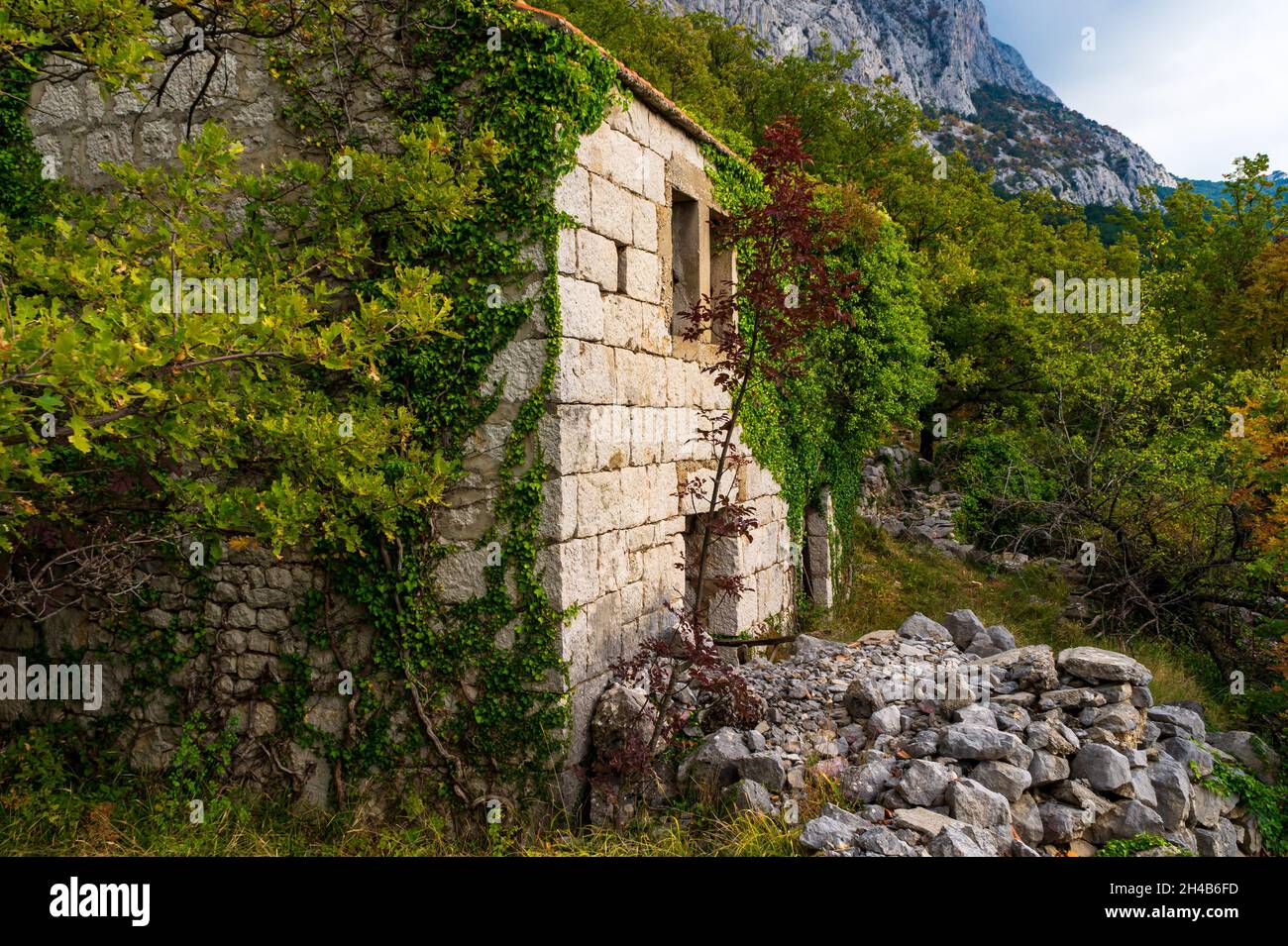 Verlassenes Haus, Übernahme der Natur, grünes Steinhaus Stockfoto