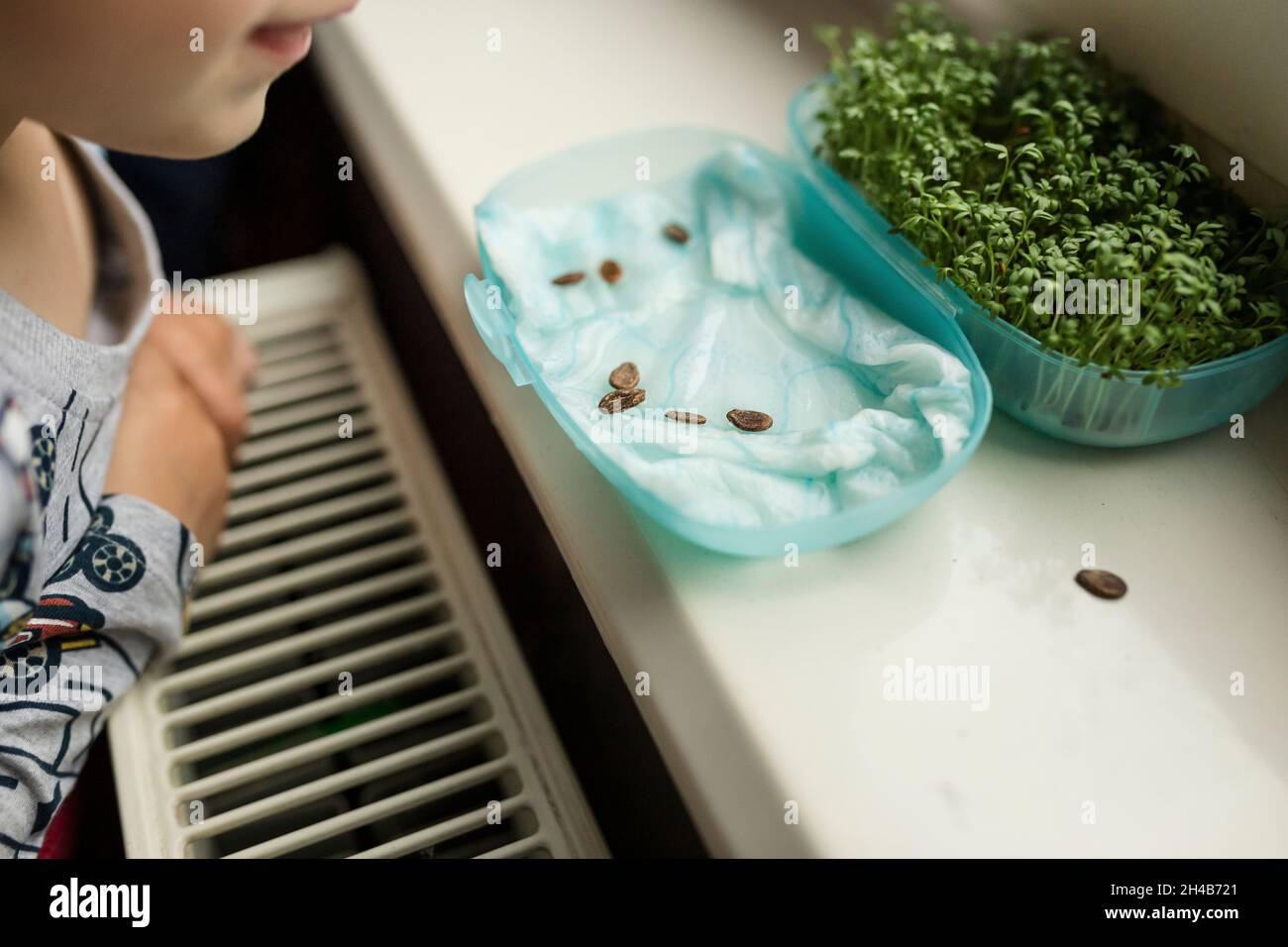 Kleines Kind, das sich die wachsende Wasserrute und die Samen des Wassermelos ansieht Stockfoto