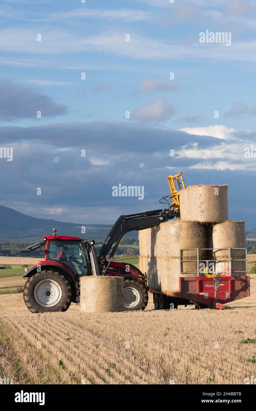 Ein Marshall-Trailer, der von einem Landwirt in einem Red Valtra Traktor auf einem Stoppelfeld in Schottland mit runden Ballen beladen wird Stockfoto