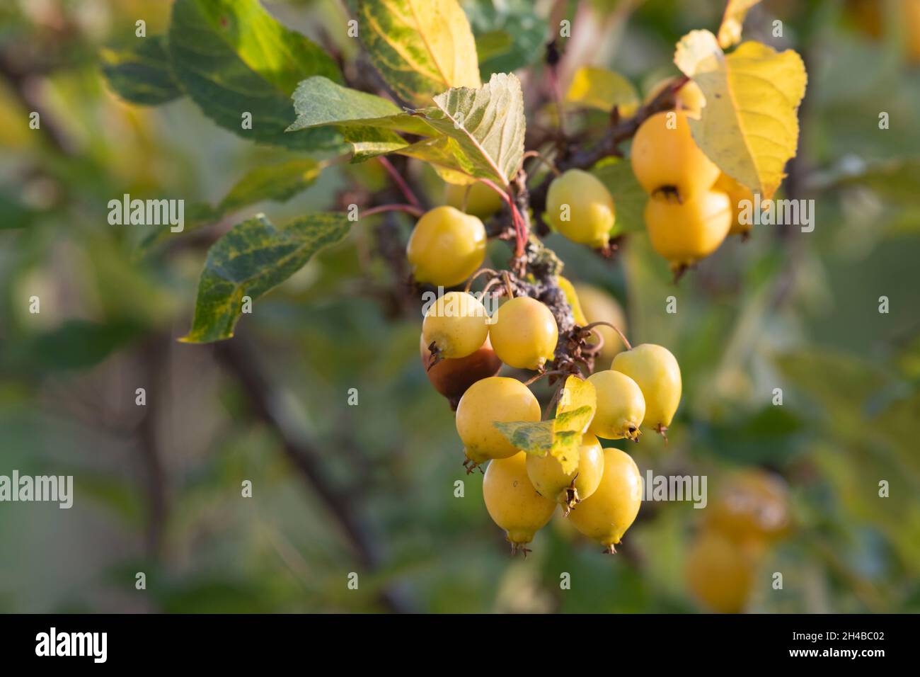 Golden-Yellow Crab Apples (Malus 'Golden Hornet') reifen auf dem Baum im Herbst Sonnenschein Stockfoto