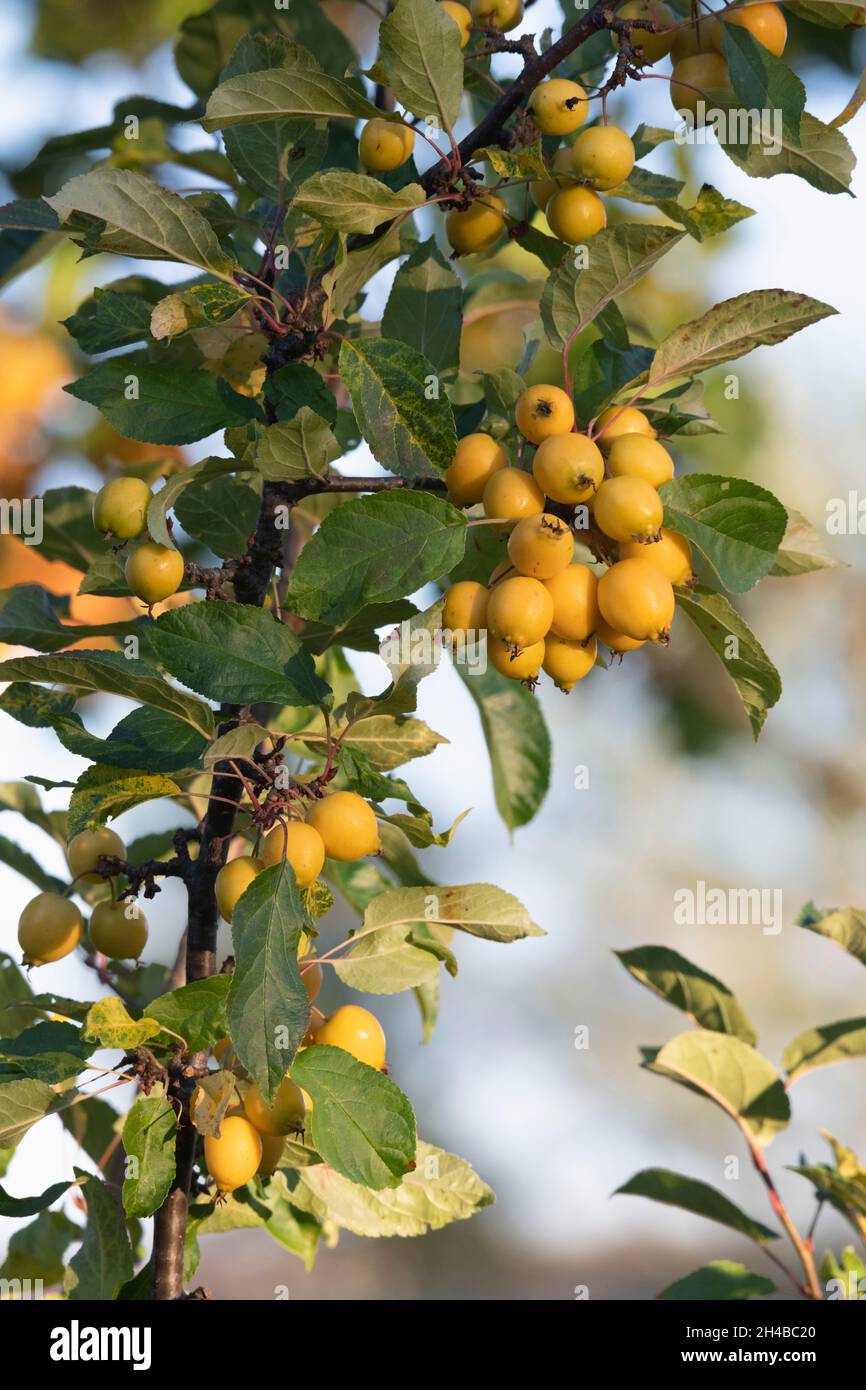 Reife gelbe Krabben auf einem Malus 'Golden Hornet' Baum in Herbstsonnenstrahlen Stockfoto