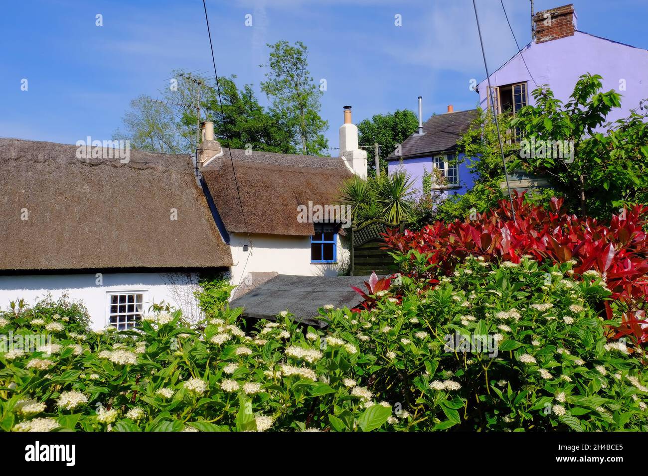 Bunte strohgedeckte Hütten, Blumen und Laub in Uplyme, Lyme Regis an der Grenze zu Devon Dorset, England Stockfoto