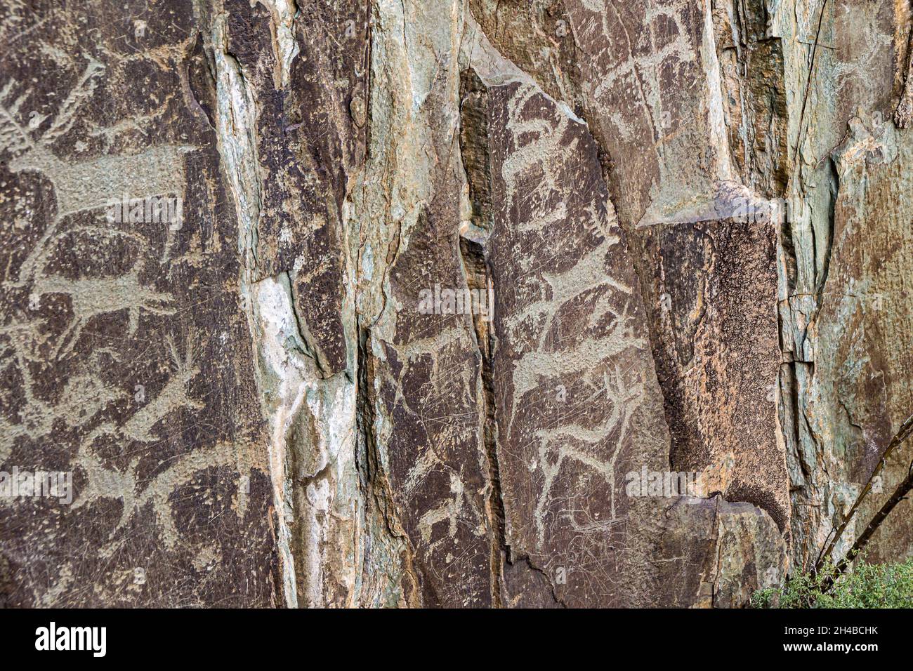 Malerei auf Stein im Kalbak-Tasch-Trakt. Felsschnitzereien von Tieren von alten Menschen gemacht - Hirsche und Ziegen, sowie Jagdszenen, selektiver FOC Stockfoto