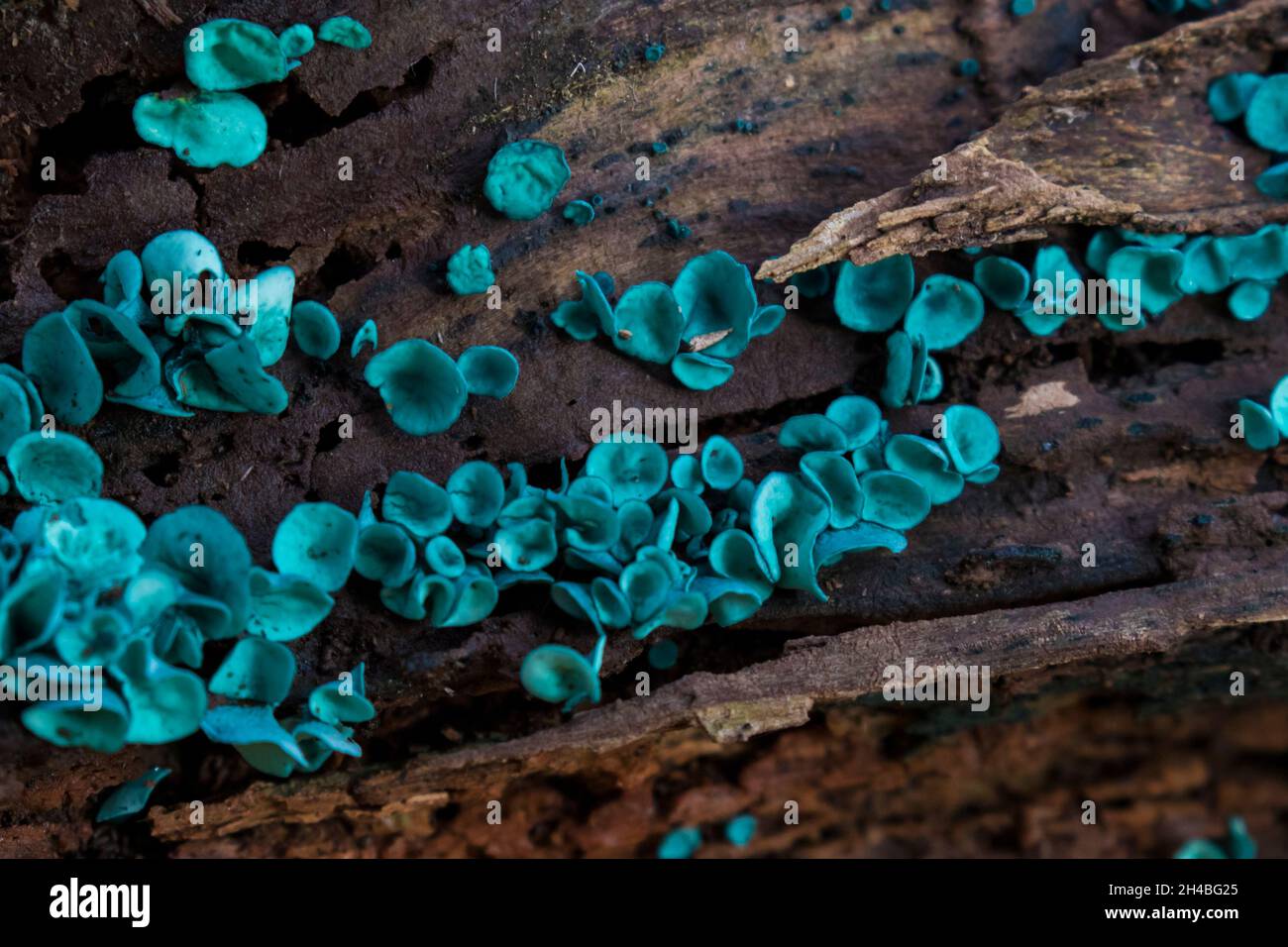 Grüner elfcup oder der grüne Holzbecher - Chlorociboria aeruginascens Stockfoto