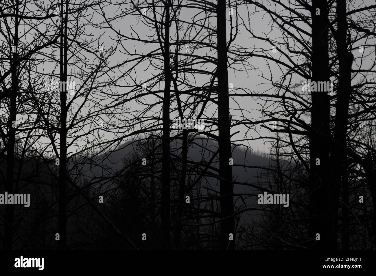 Verbrannte Bäume im Wald nach einem Brand Stockfoto