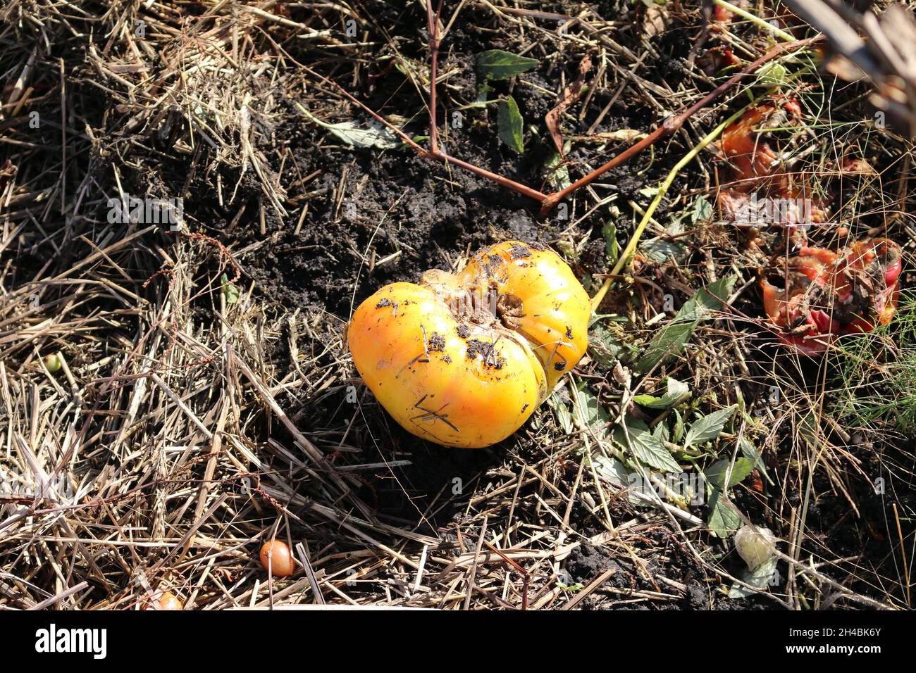 Minnesota Herbst Gartenreinigung Stockfoto