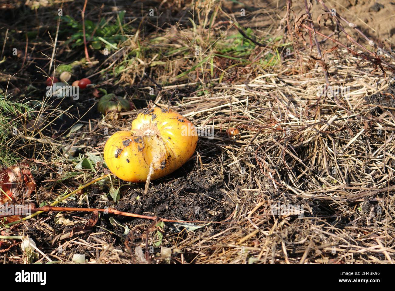 Minnesota Herbst Gartenreinigung Stockfoto