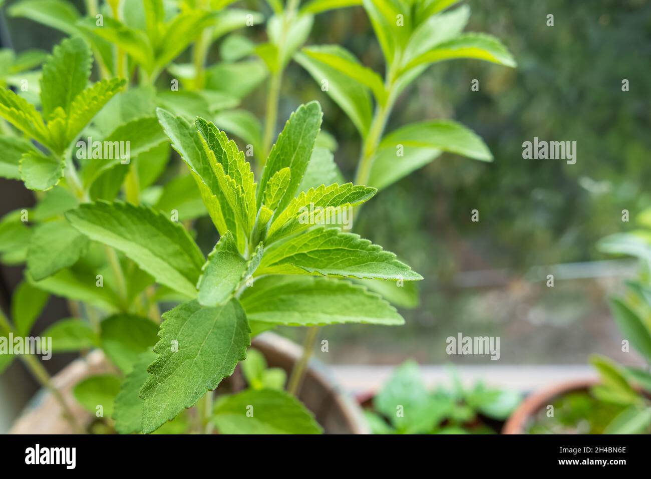 Nahaufnahme der Blätter von Kerzenblättern mit Tageslicht in Innenräumen Stevia rebaudiana Stockfoto