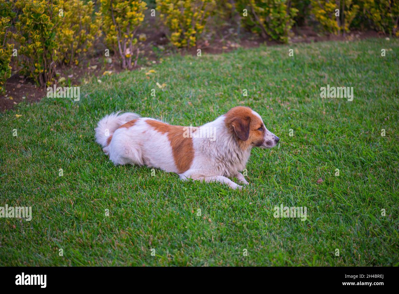 Ein roter Hund liegt auf dem Gras Stockfoto
