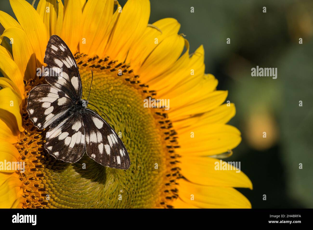 Melanargia galathea Schachschmetterling in einem natürlichen Lebensraum sammelt Sonnenblumennektar Stockfoto