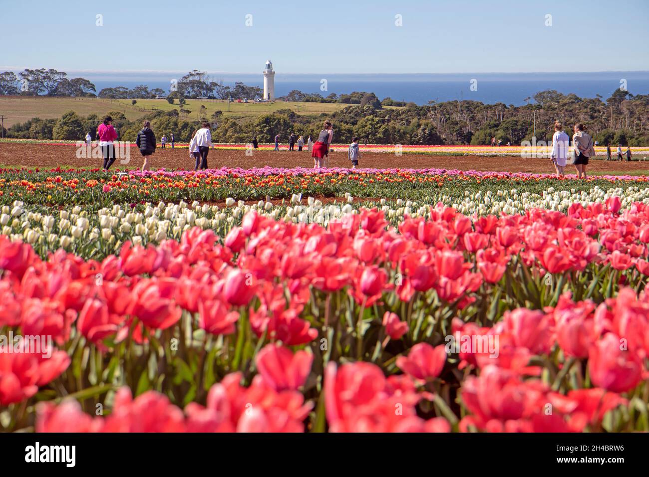 Tabelle Cape Tulip Farm Stockfoto