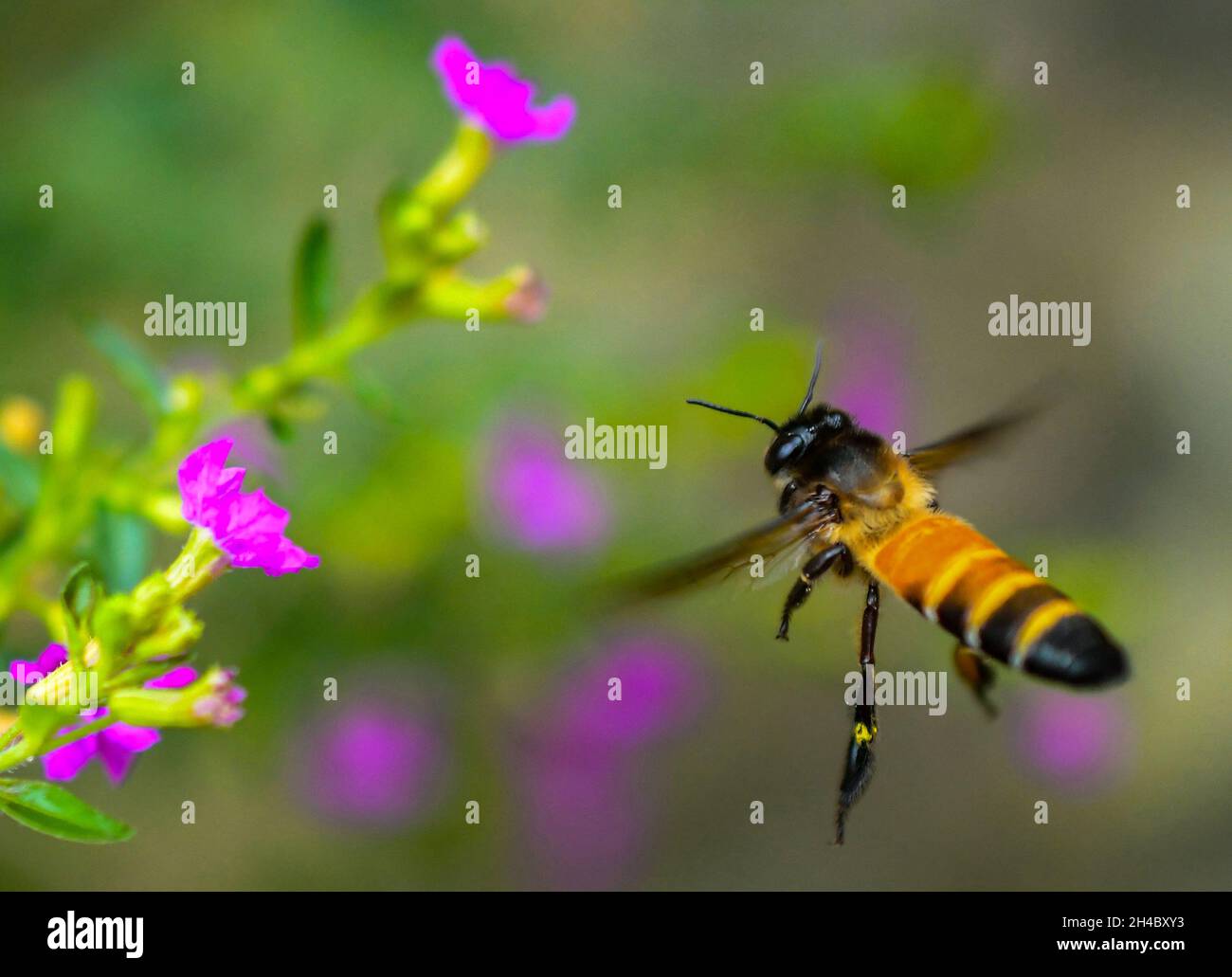 Blumen versorgen die Bienen mit Nektar und Pollen, die Arbeiterbienen sammeln, um ihre gesamten Kolonien zu ernähren. Bienen versorgen Blumen mit den Mitteln zur Fortpflanzung, indem sie Pollen in einem Prozess, der sogenannten Bestäubung, von Blüte zu Blüte verbreiten. Ohne Bestäubung können Pflanzen keine Samen erzeugen. Agartala, Tripura, Indien. Stockfoto