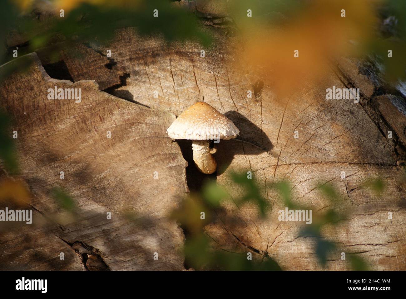 Einzelner, brauner Pilz auf einem Baumstamm Stockfoto