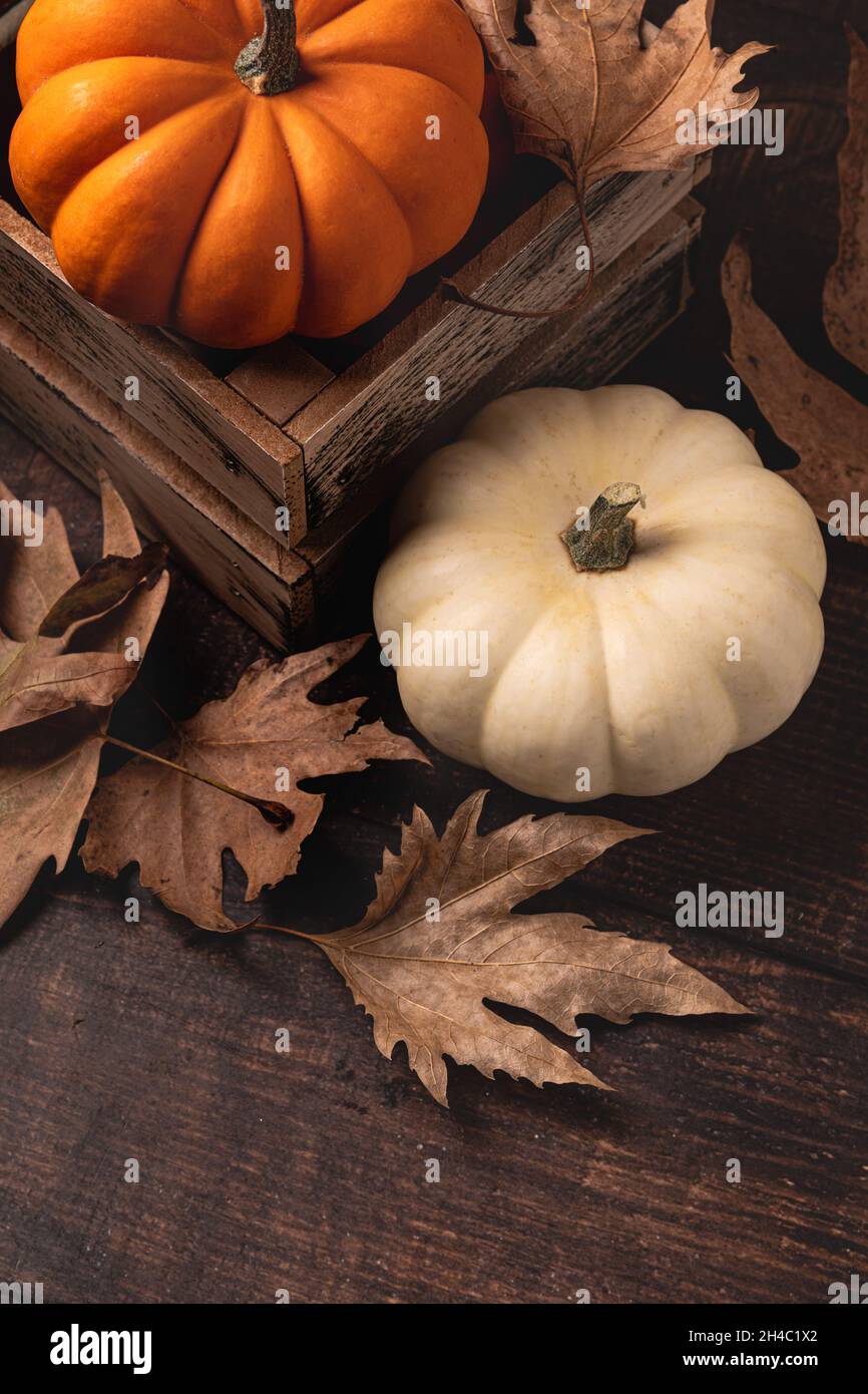 Herbstkomposition mit kreativer Draufsicht Herbstblätter und Mini-Kürbisse. Stockfoto