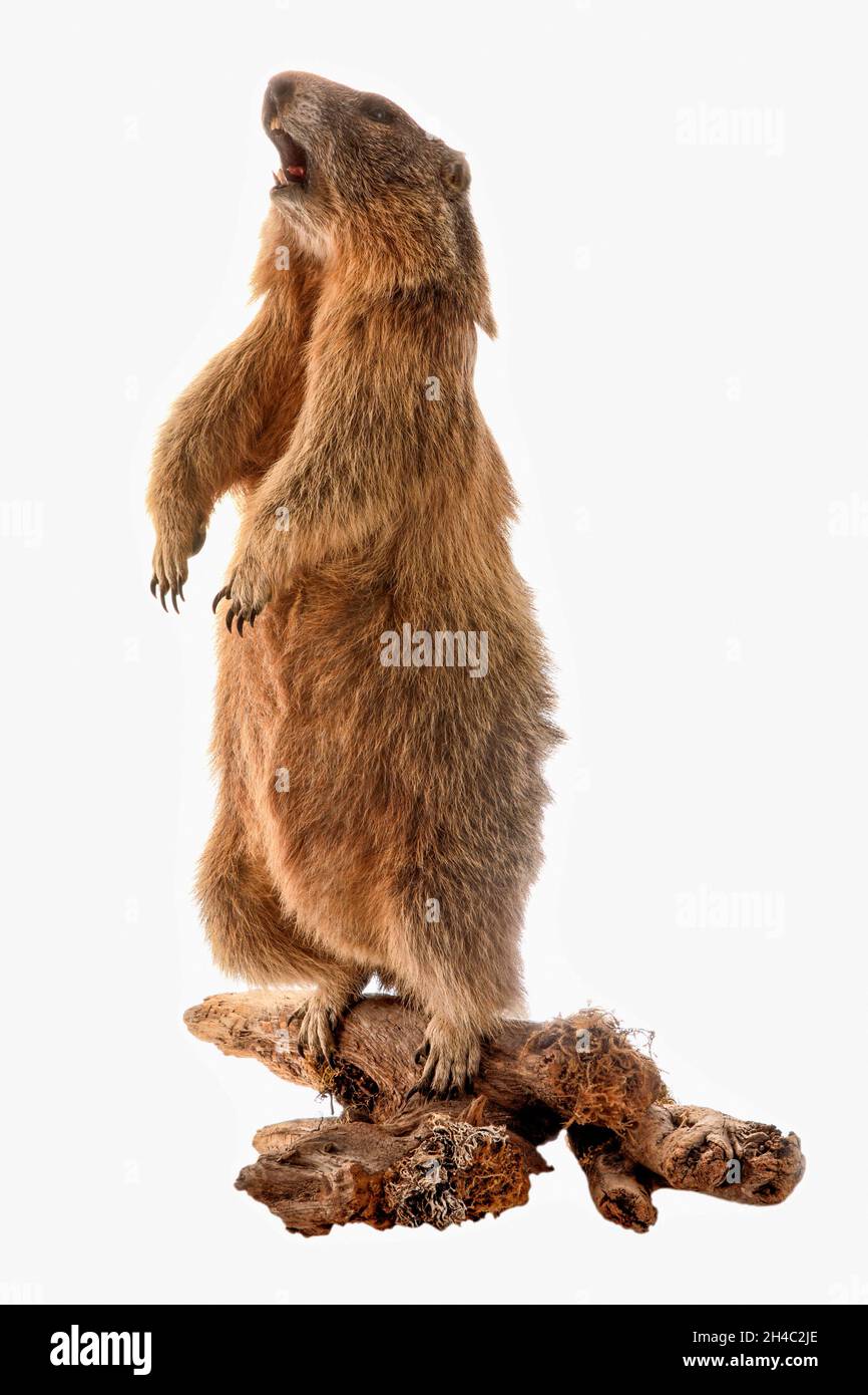 Gefülltes Murmeltier isoliert auf weißem Hintergrund Stockfoto