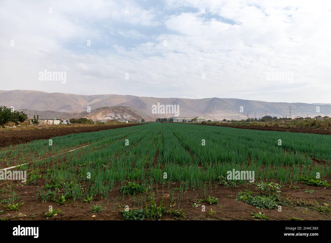 Bekaa Valley Felder im Herbst Stockfoto